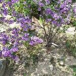 Prostanthera ovalifolia फूल
