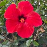 Hibiscus rosa-sinensisŽiedas