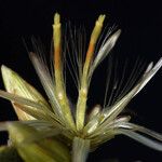 Brickellia californica Flower