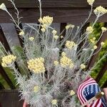 Helichrysum italicum Blomst