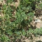 Trigonella foenum-graecum पत्ता