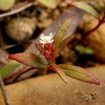 Gayophytum humile Habit
