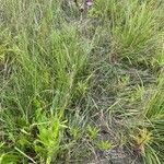 Cirsium monspessulanum Habit