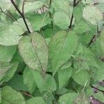 Symphyotrichum cordifolium Blad