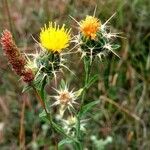 Centaurea melitensis 花