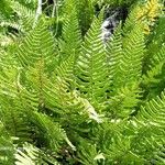 Arthropteris orientalis Leaf