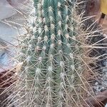 Leucostele terscheckii Celota
