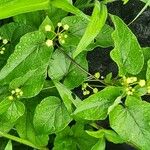Cynanchum insipidum Blatt