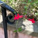 Gambelia speciosa Flower