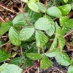 Rubus fruticosus पत्ता