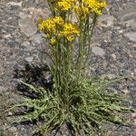 Crepis acuminata Habit