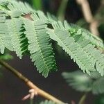 Vachellia farnesiana Blad