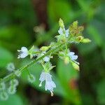 Circaea lutetianaFlower