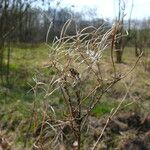 Sisymbrium strictissimum Fruit