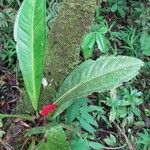 Anthurium hacumense Habit