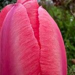 Tulipa raddii പുഷ്പം