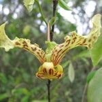 Monodora carolinae Flower