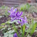 Hyacinthus orientalisBlüte