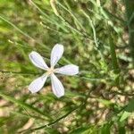 Lygodesmia juncea Flor