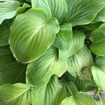 Hosta plantagineaLeaf