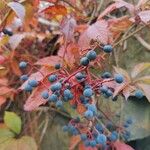 Parthenocissus quinquefoliaFruit