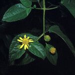 Tilesia baccata Flors