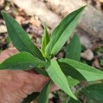 Andersonglossum virginianum 葉