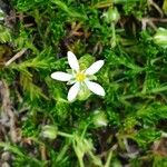 Moehringia ciliata Flower