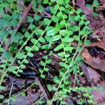 Marcgravia umbellata Hoja