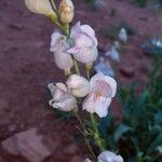 Penstemon palmeri Flor