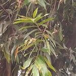 Syzygium jambos Frunză