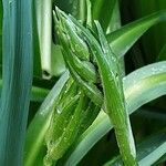 Camassia leichtlinii Blüte