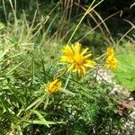 Inula ensifolia Hábito