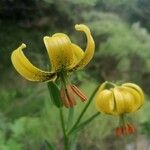 Lilium pyrenaicum Floare