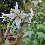 Philadelphus lewisii Flower