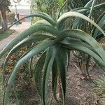 Aloe thraskii Hostoa