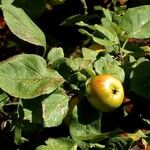 Malus sylvestris Fruit