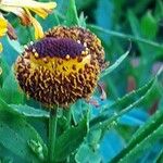 Helenium autumnale Froito