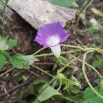 Ipomoea hederacea Λουλούδι