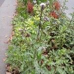 Cirsium arvense Habit