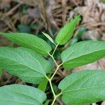 Aristolochia serpentaria Folha