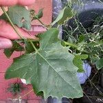 Atriplex sagittata Leaf