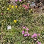 Dianthus glacialis Blüte