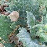 Salvia argentea Fuelha