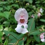 Impatiens glandulifera花