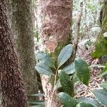 Syzygium mouanum Bark