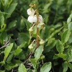 Pyrola media Flower