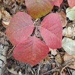 Toxicodendron rydbergii Leaf