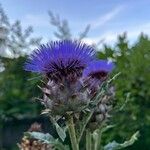 Cynara cardunculusFloare