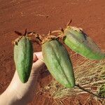 Cochlospermum regium Фрукт